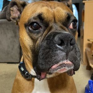 Meet your Posher, Analia